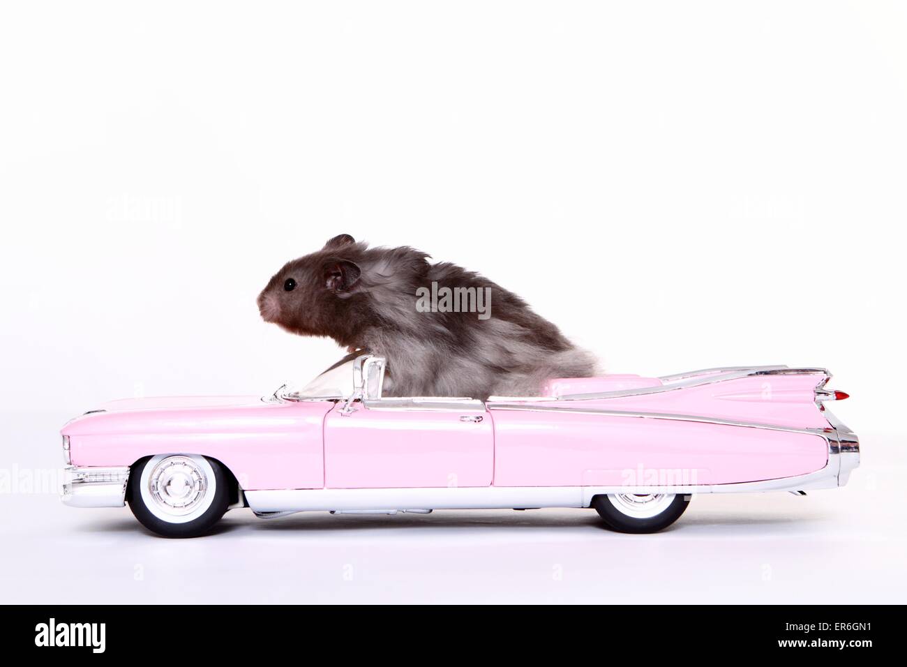 Teddy Bear Hamster Stock Photo