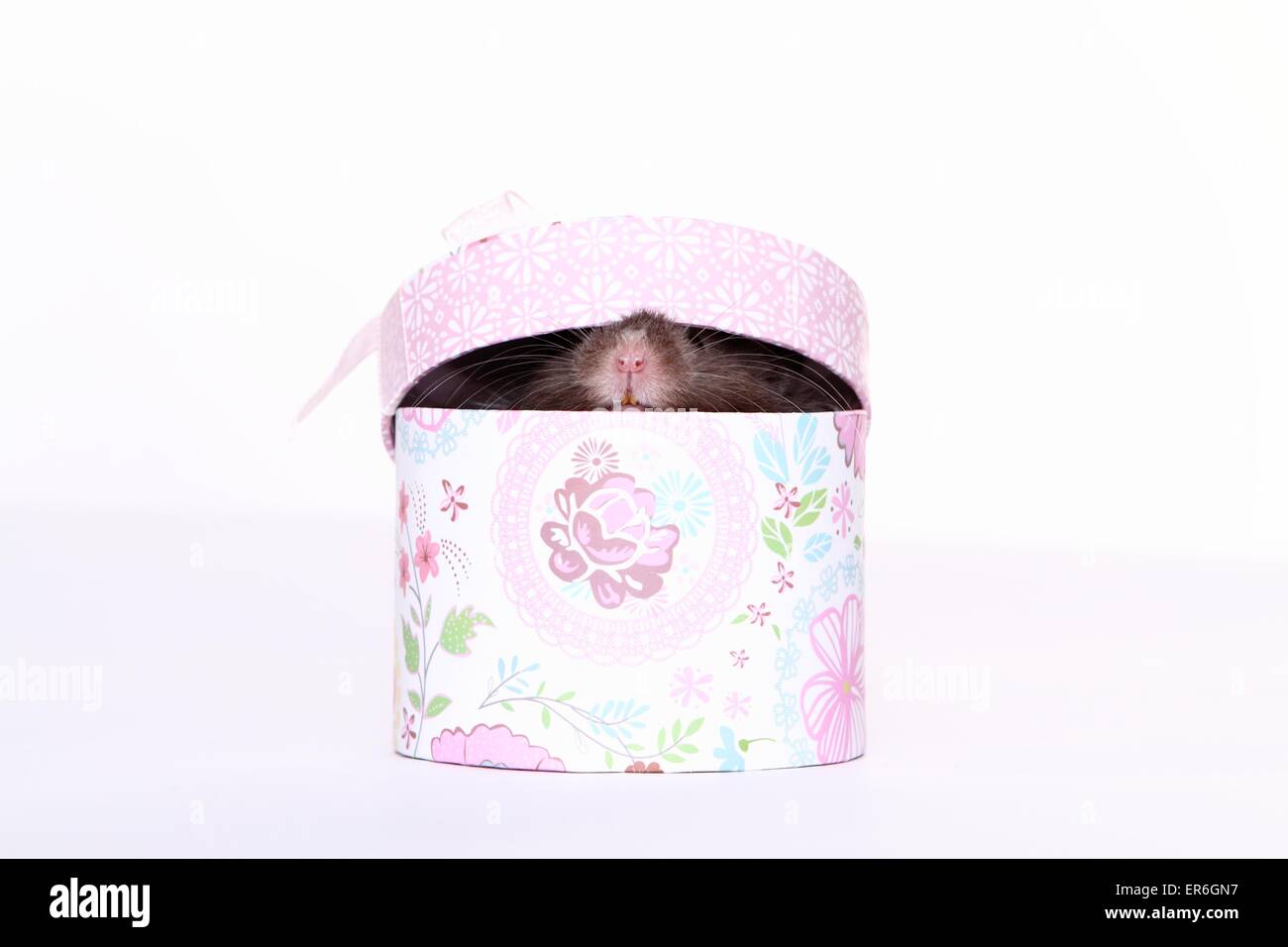 Teddy Bear Hamster Stock Photo