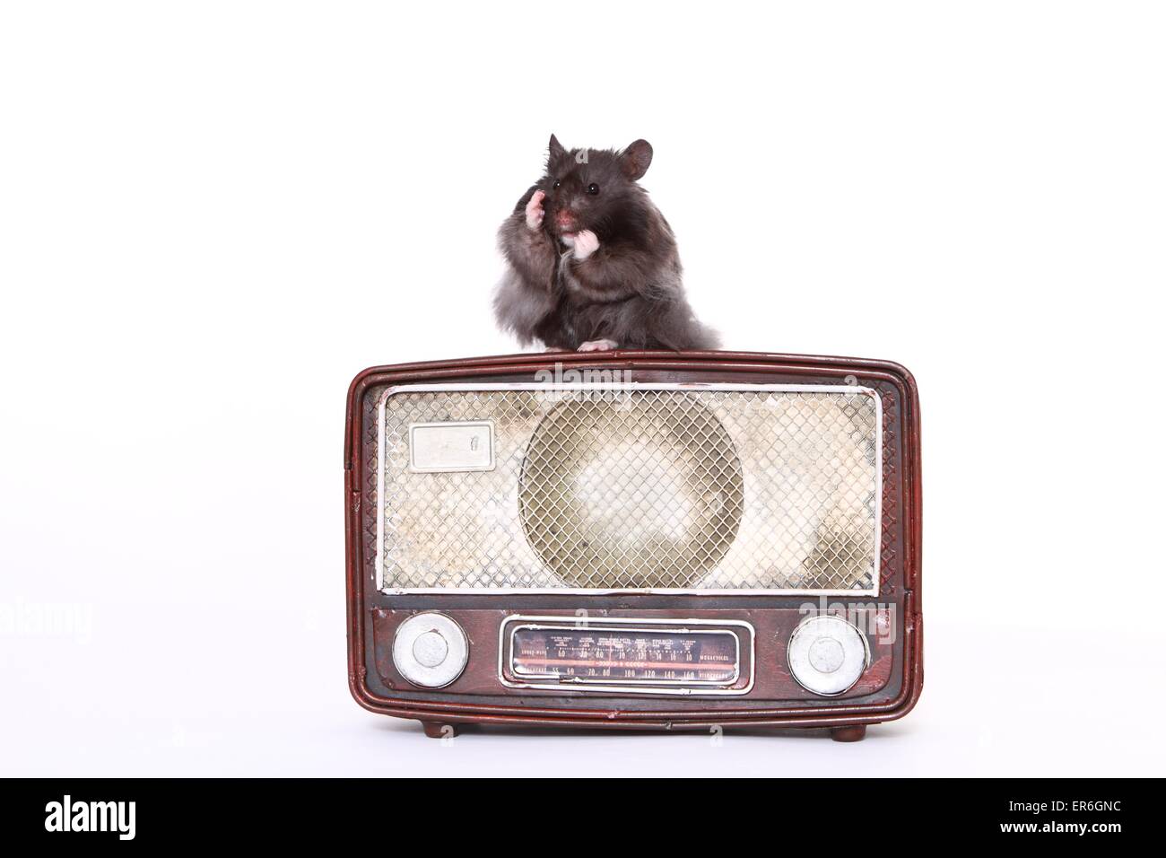 Teddy Bear Hamster Stock Photo