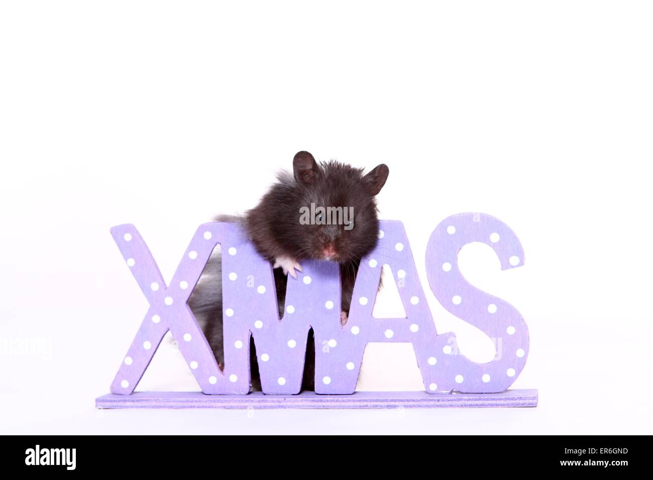 Teddy Bear Hamster Stock Photo