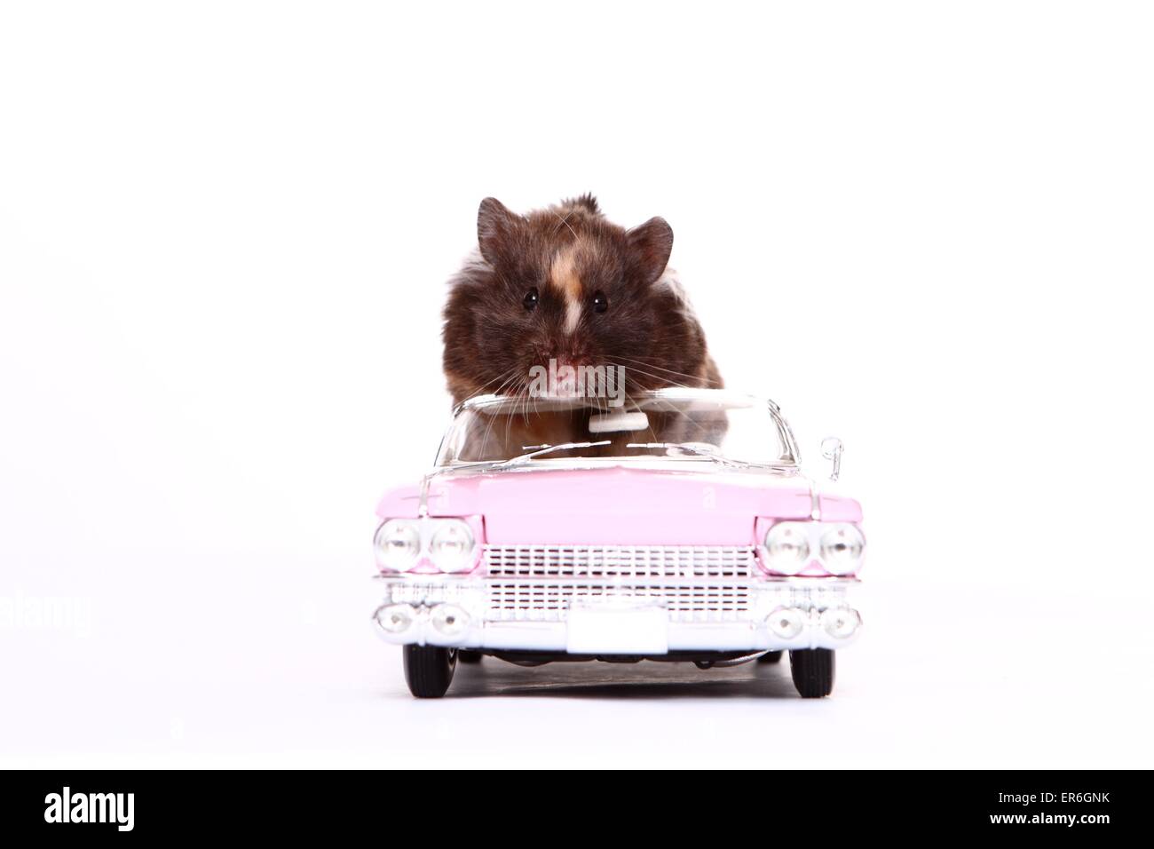 Teddy Bear Hamster Stock Photo