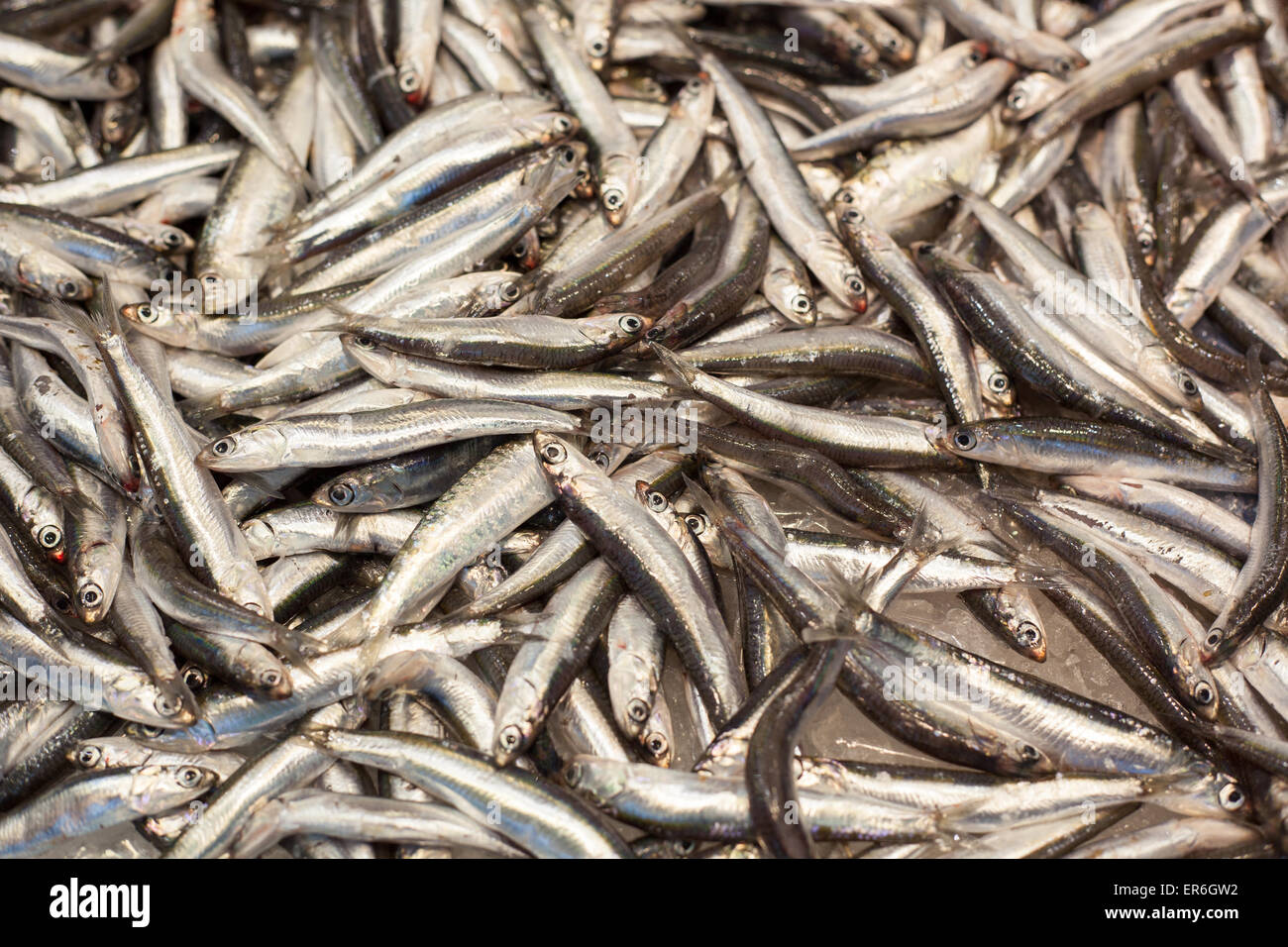 Fresh catched anchovies Stock Photo