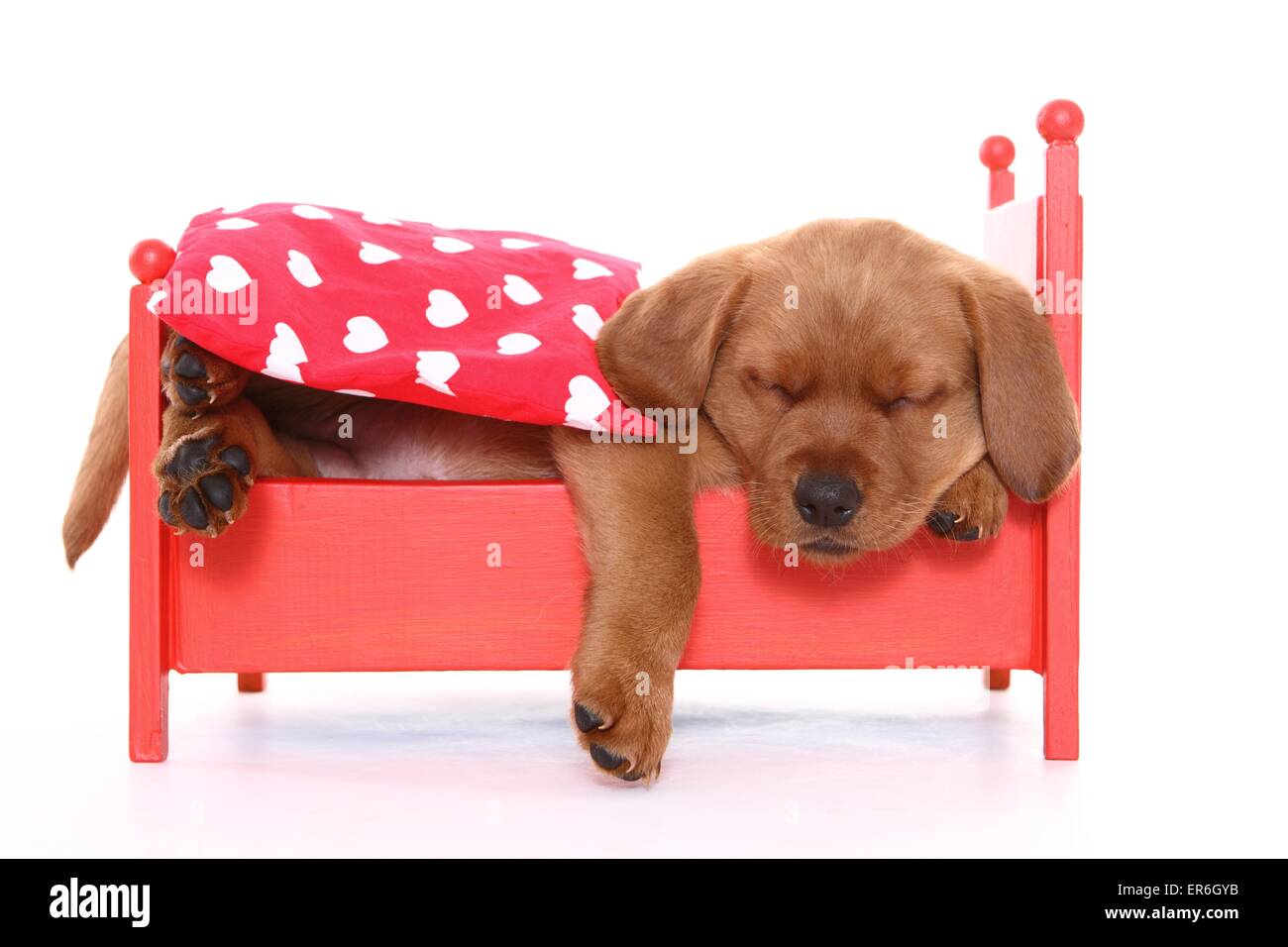 sleeping Labrador Retriever puppy Stock Photo - Alamy