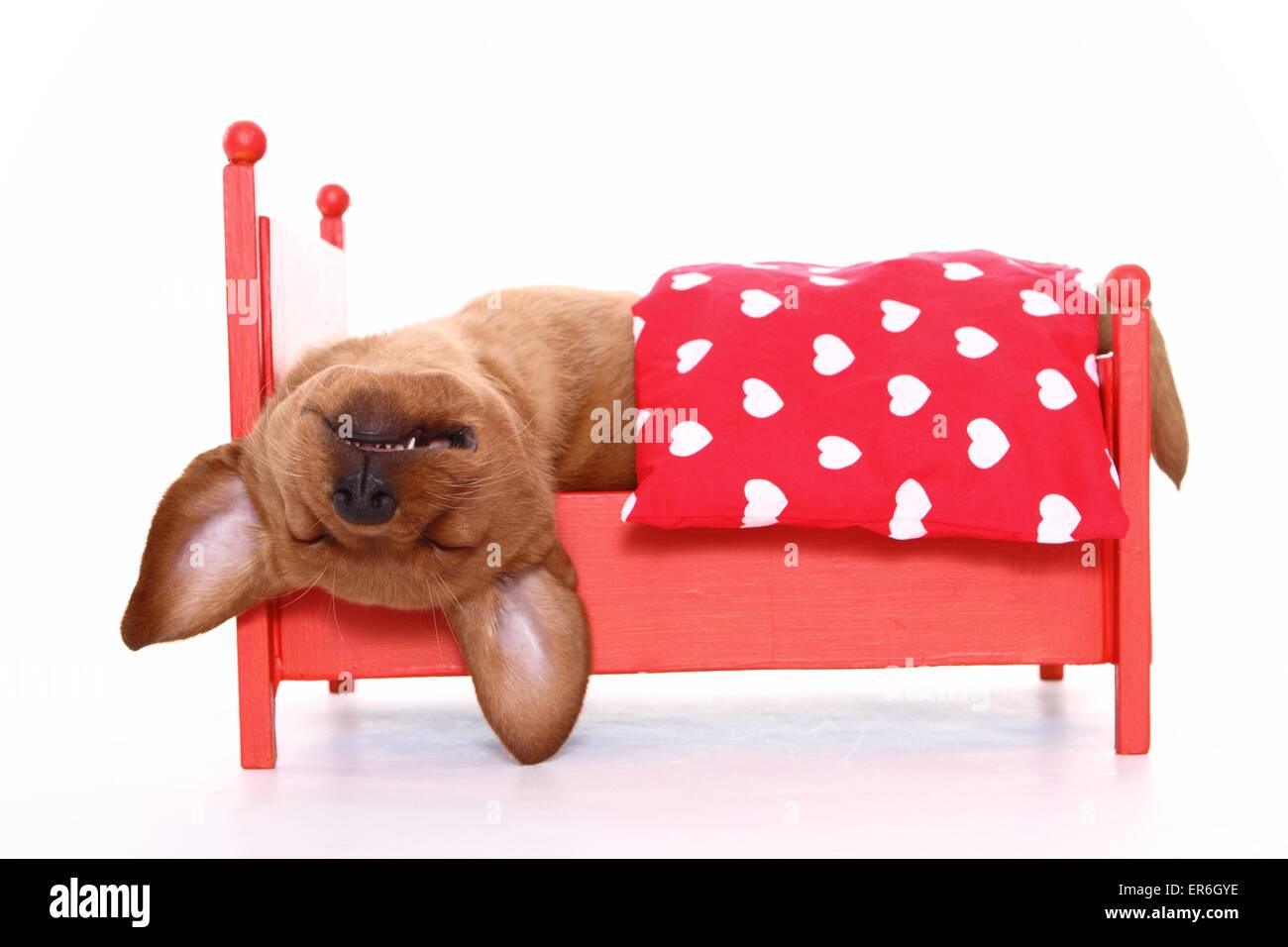 sleeping Labrador Retriever puppy Stock Photo - Alamy