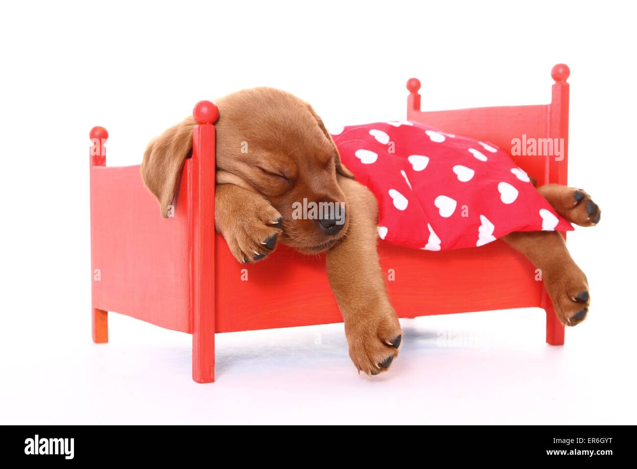 sleeping Labrador Retriever puppy Stock Photo - Alamy
