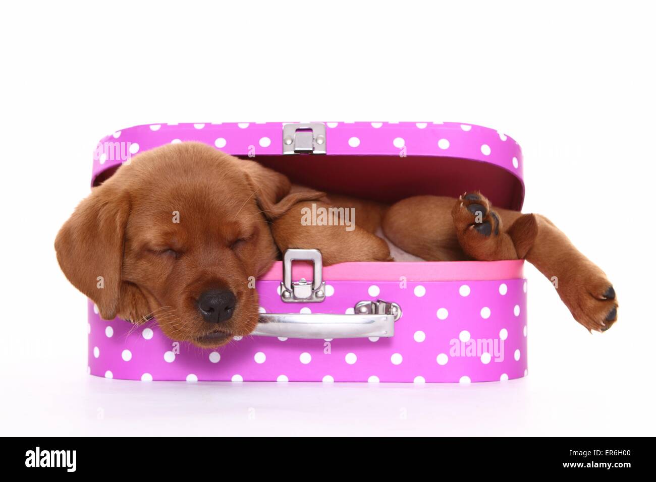 sleeping Labrador Retriever puppy Stock Photo - Alamy