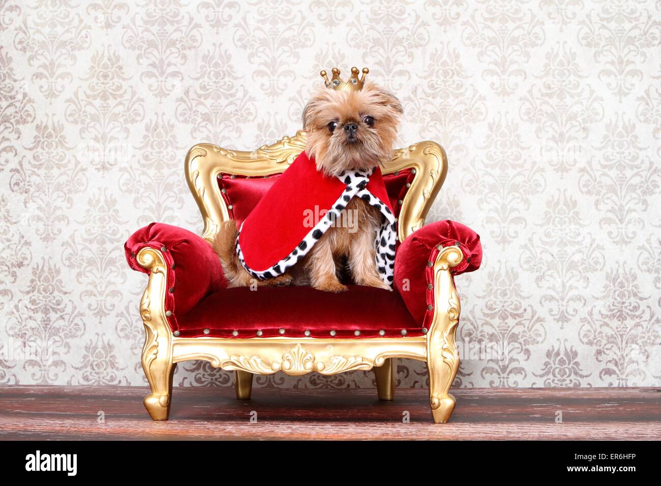 Brussels Griffon Griff Director's Chair Hoodie