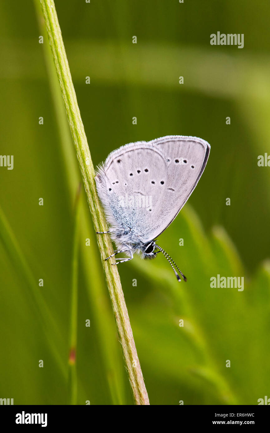 Small Blue butterfly perched on a stalk. Howell Hill Nature Reserve, Ewell, Surrey, England. Stock Photo