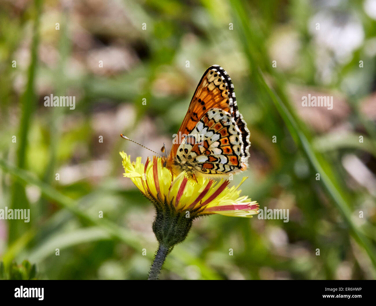 Glanville Fritillary nectaring on Beaked Hawk's-Beard. Hutchinson's Bank Nature Reserve, New Addington, Surrey, England. Stock Photo