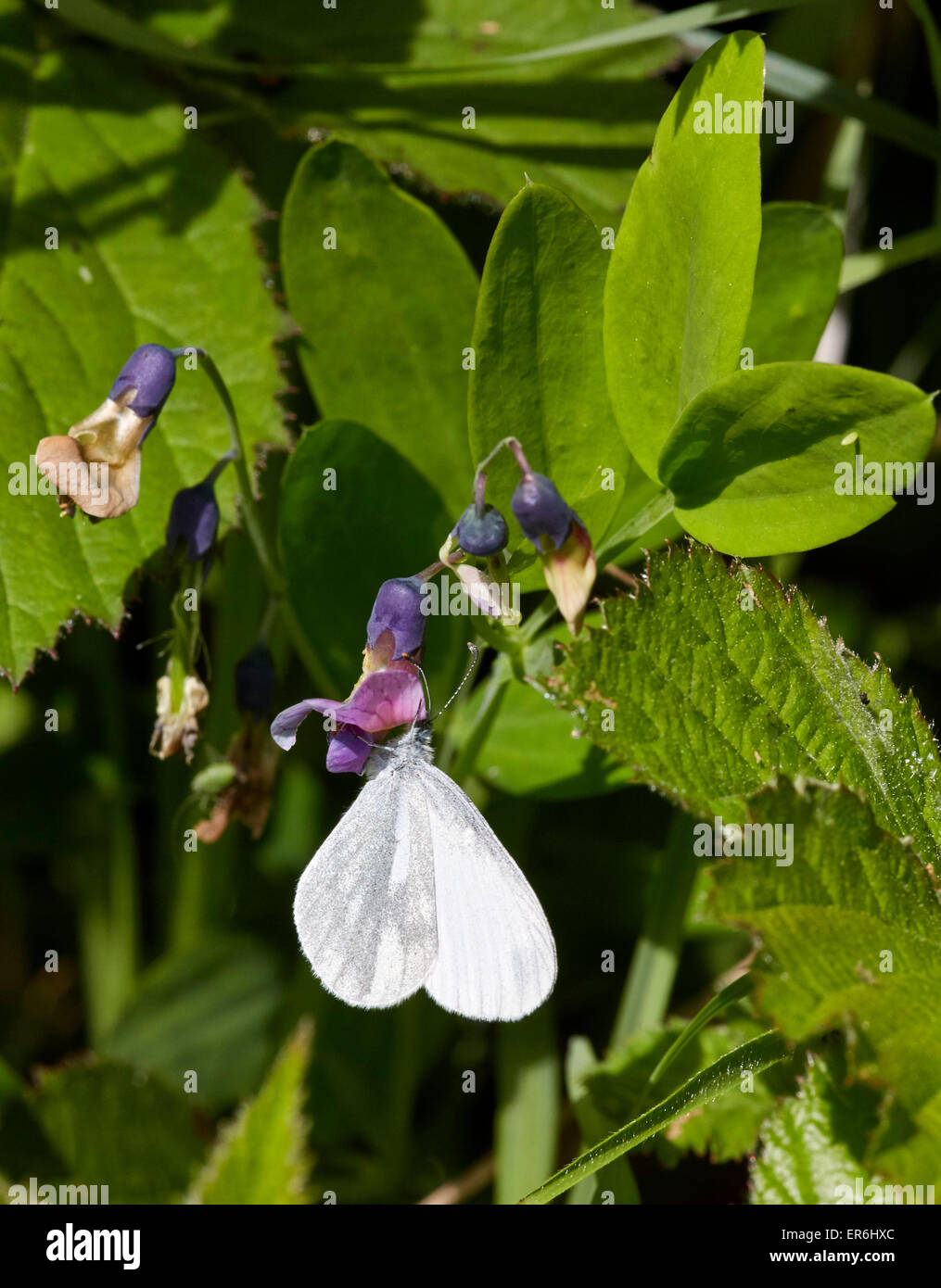 Wood White on Bitter Vetch flower with egg laid on leaf. Oaken Wood, Chiddingfold, Surrey, England. Stock Photo