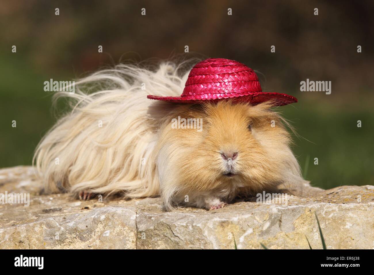 long-haired guinea pig Stock Photo
