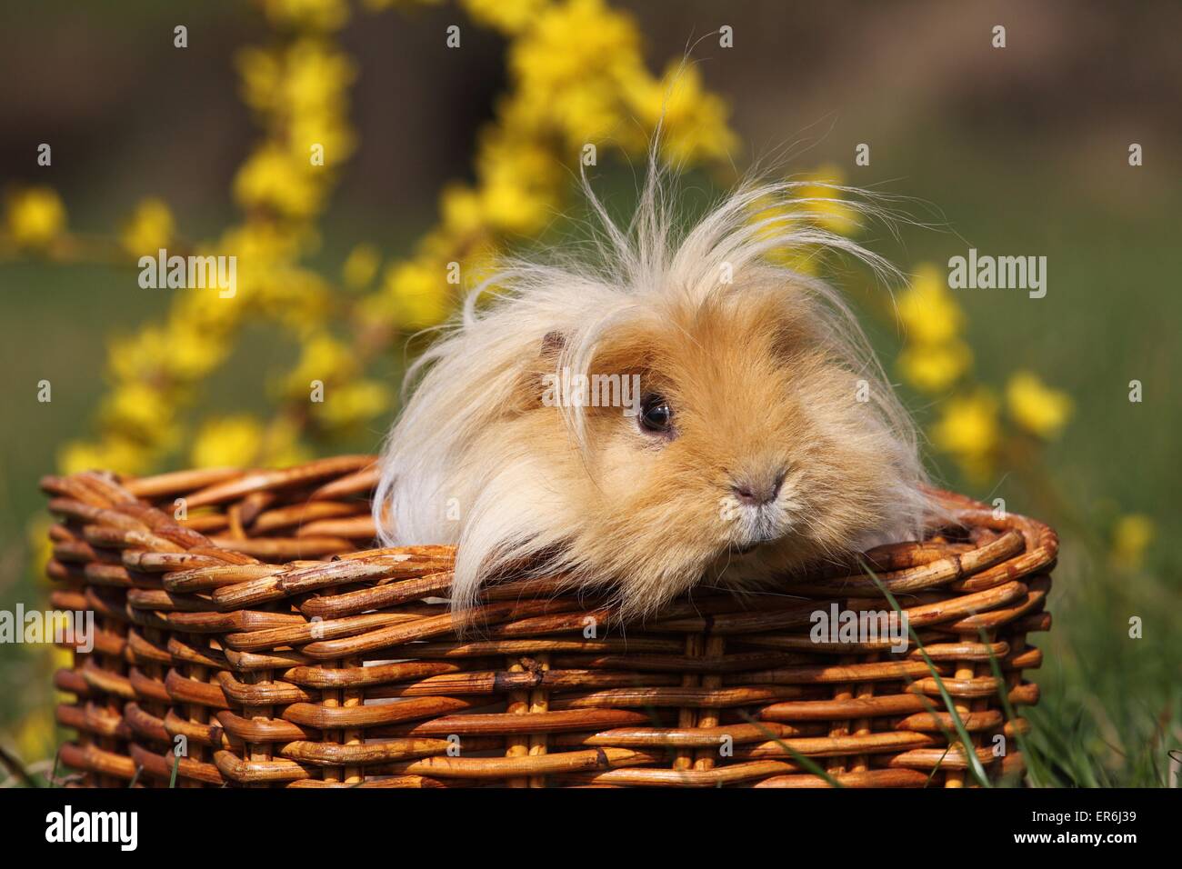 long-haired guinea pig Stock Photo