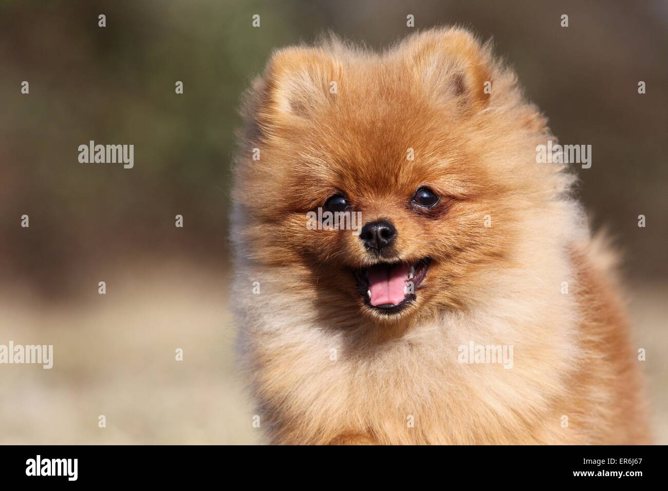 Pomeranian Portrait Stock Photo