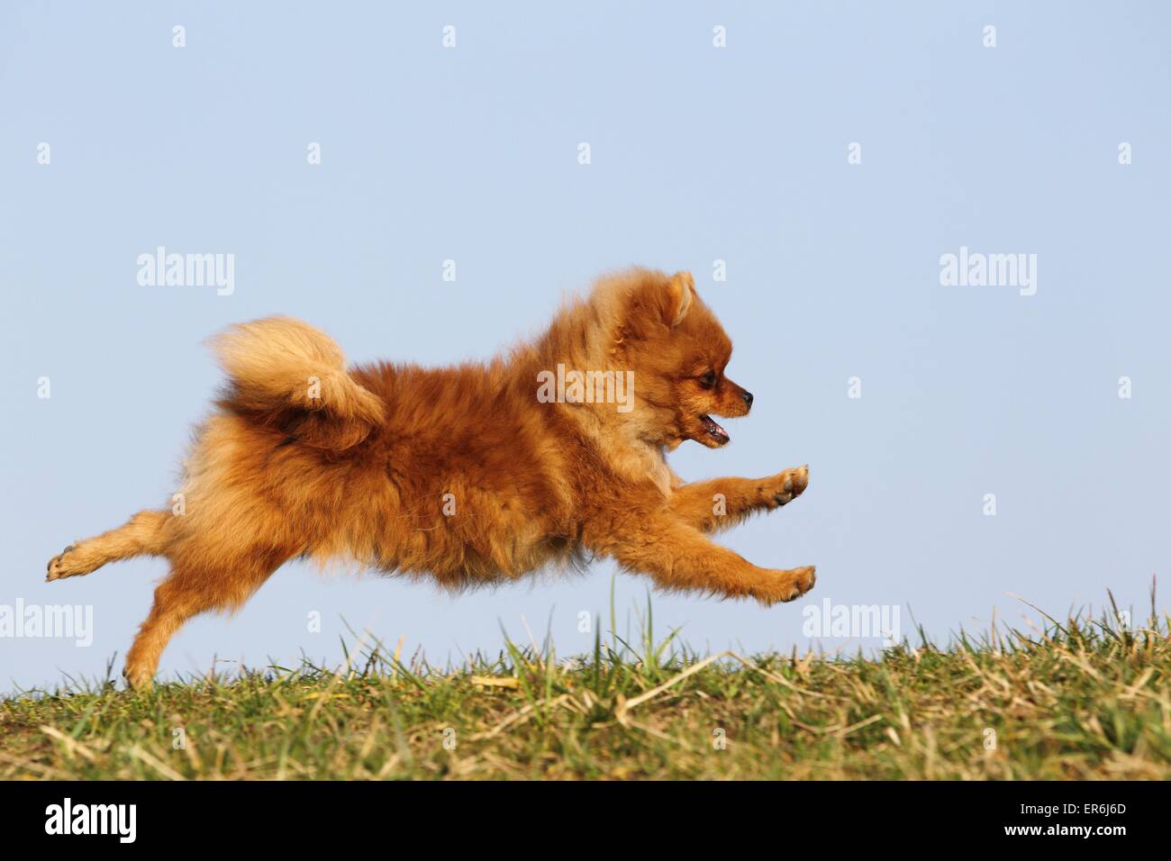 running Pomeranian Stock Photo