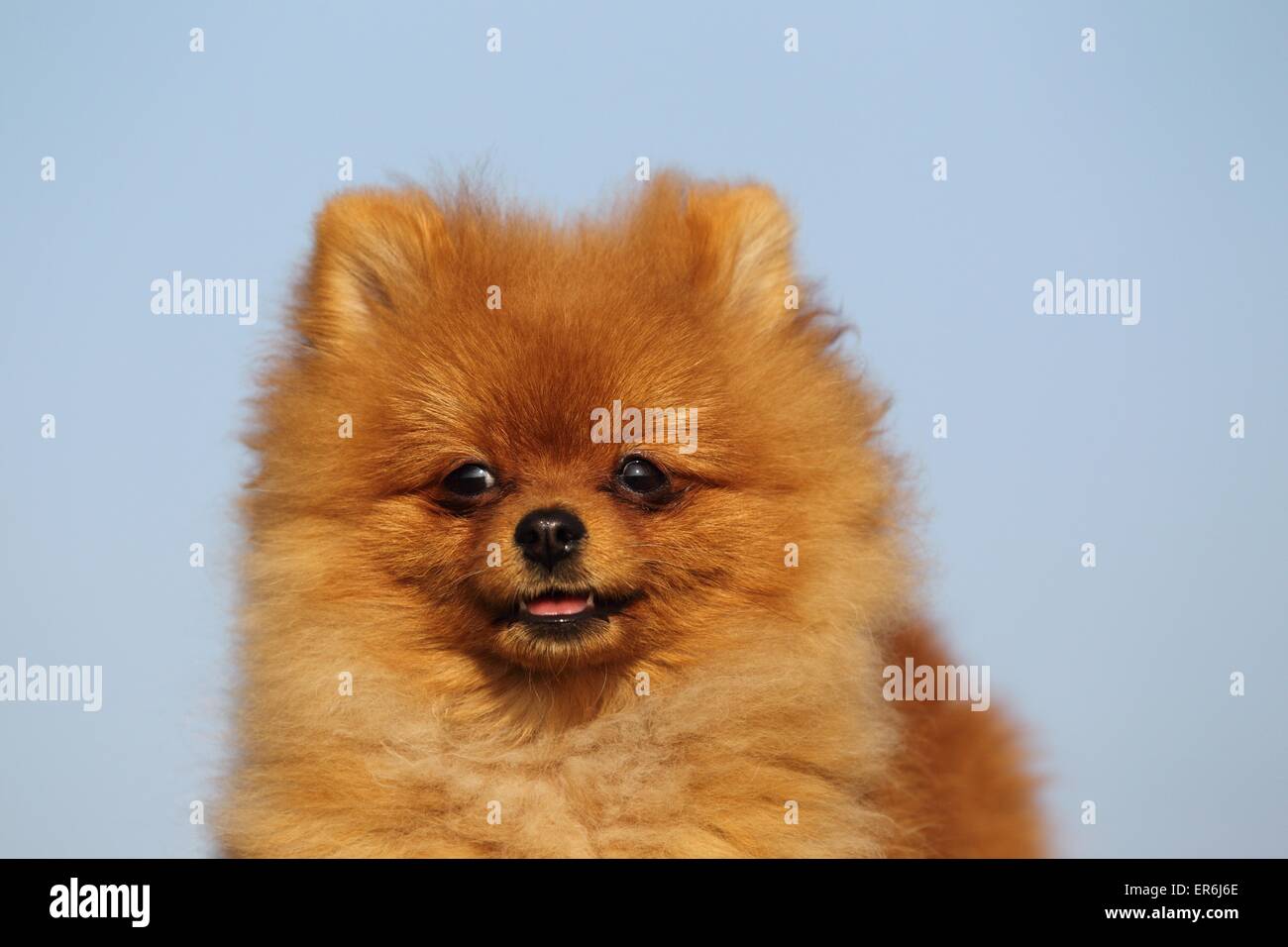 Pomeranian Portrait Stock Photo