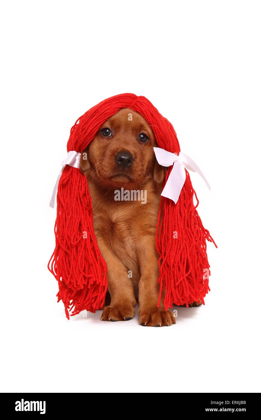 Cute baby labrador Cut Out Stock Images & Pictures Alamy