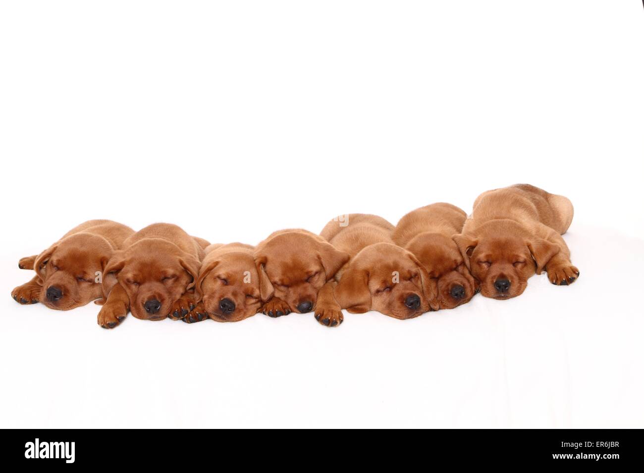 Labrador Retriever Puppies Stock Photo