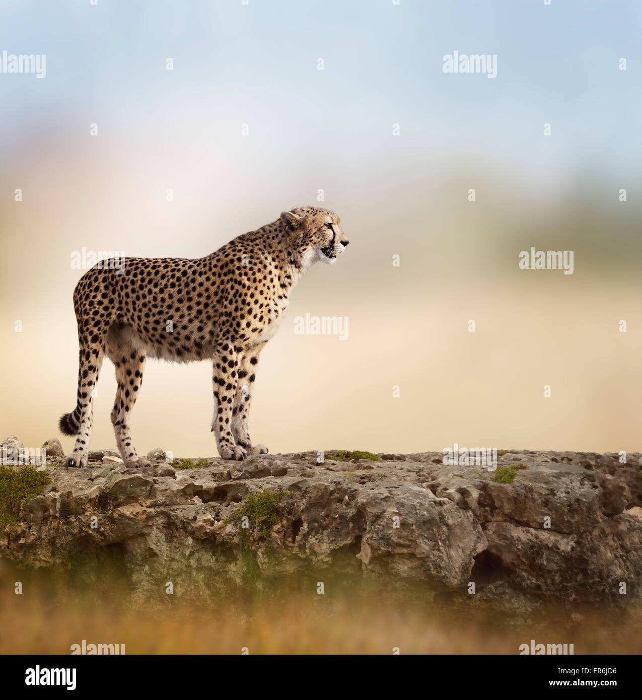 Cheetah (Acinonyx jubatus) Stands  On Top of a Rock Stock Photo