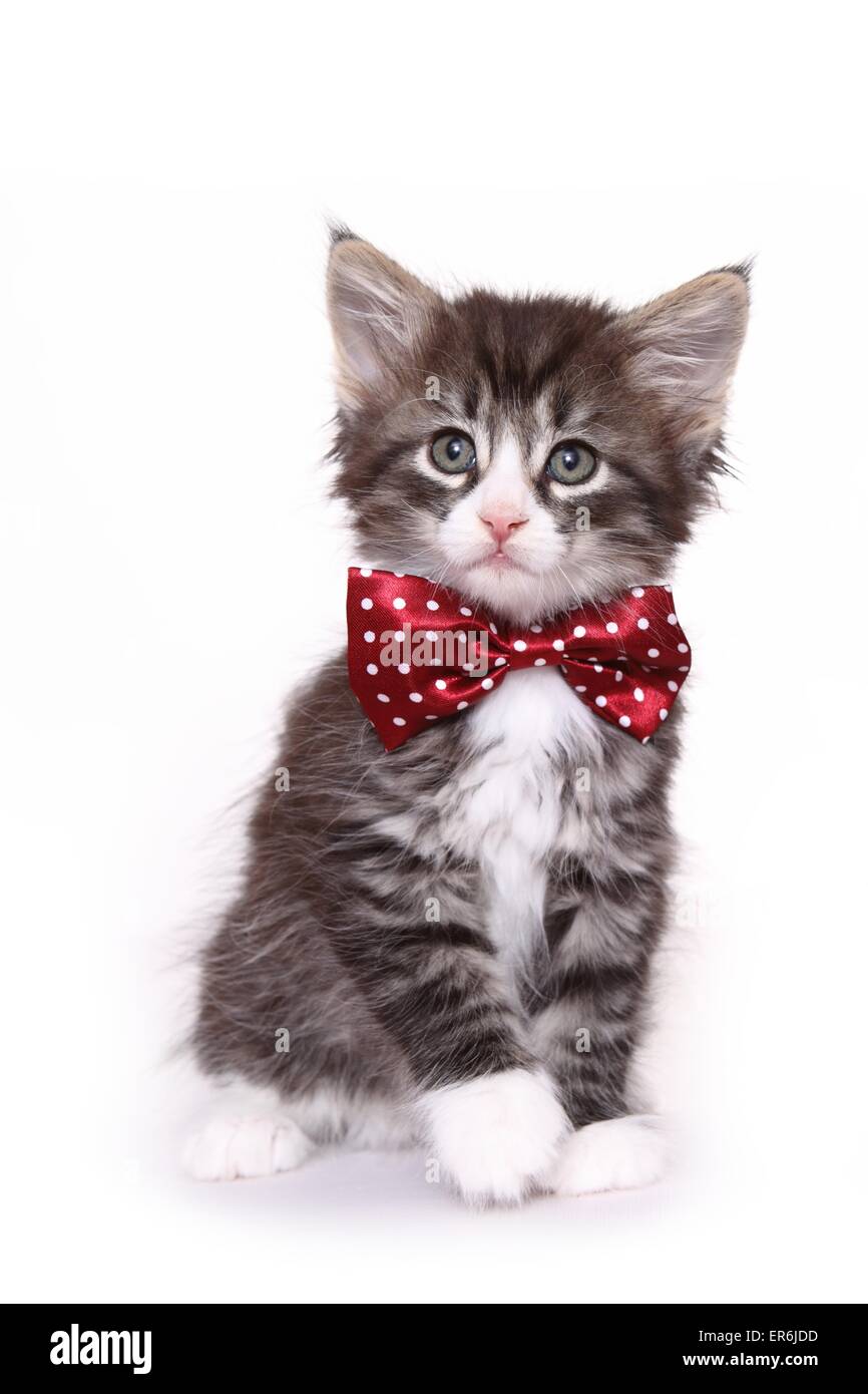 cat dickie bow