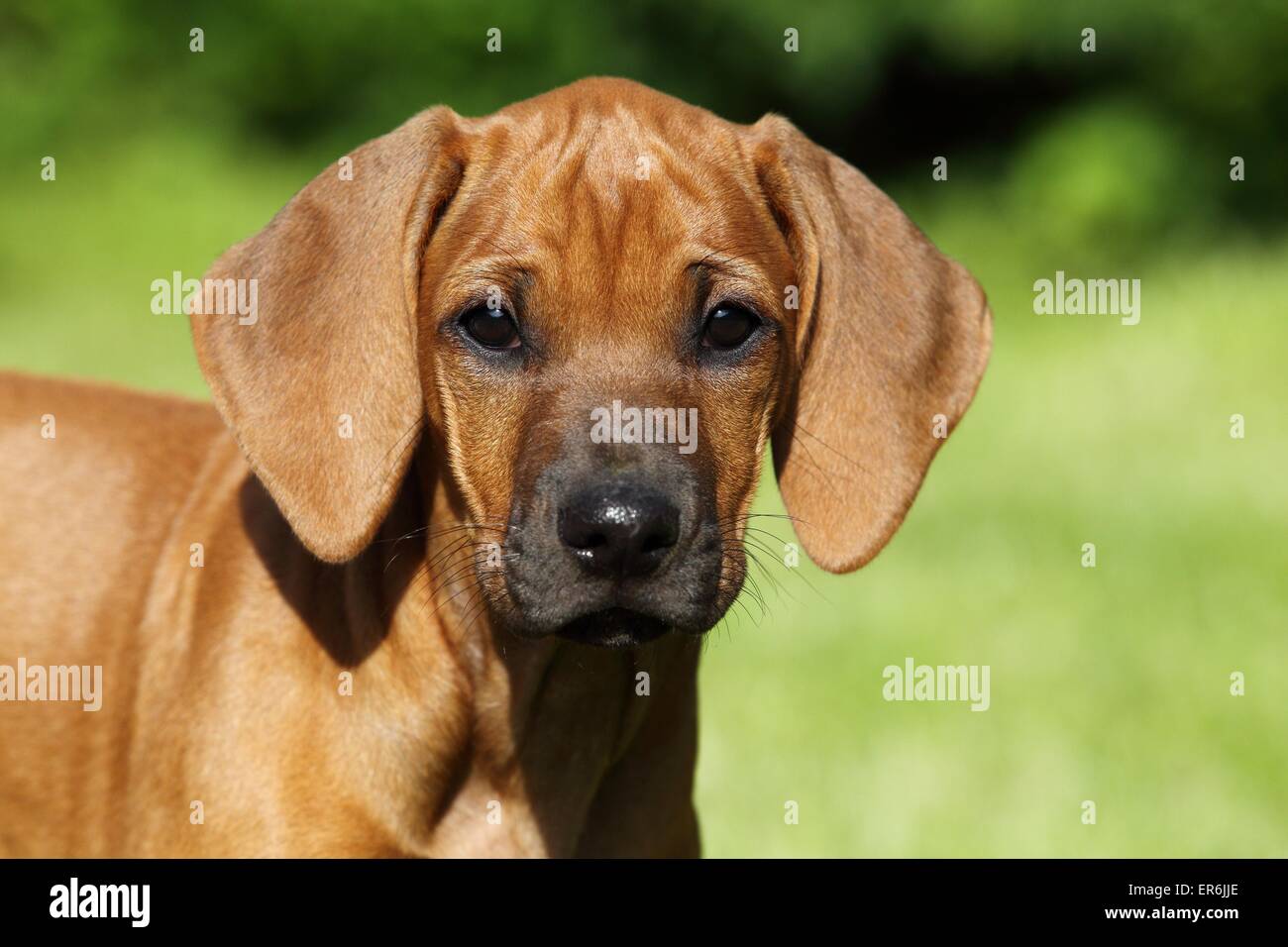 Rhodesian Ridgeback Puppy Stock Photo Alamy