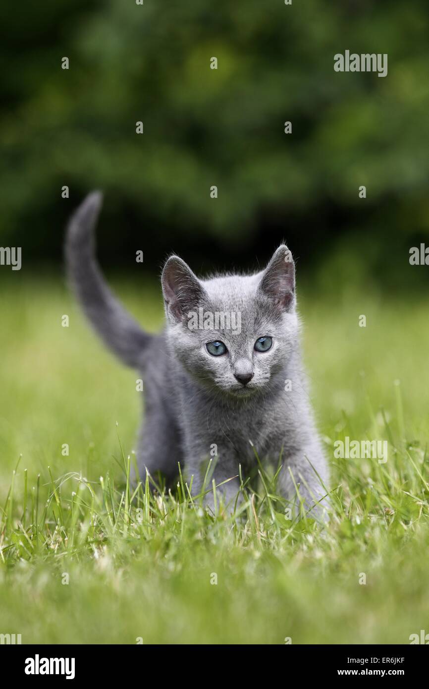 Russian Blue Kitten Stock Photo