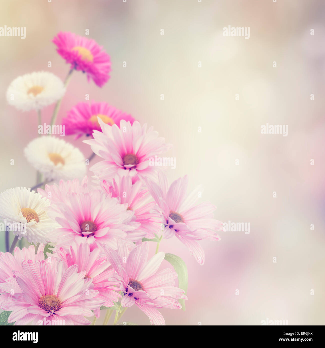 Colorful Flowers In The Garden Stock Photo - Alamy