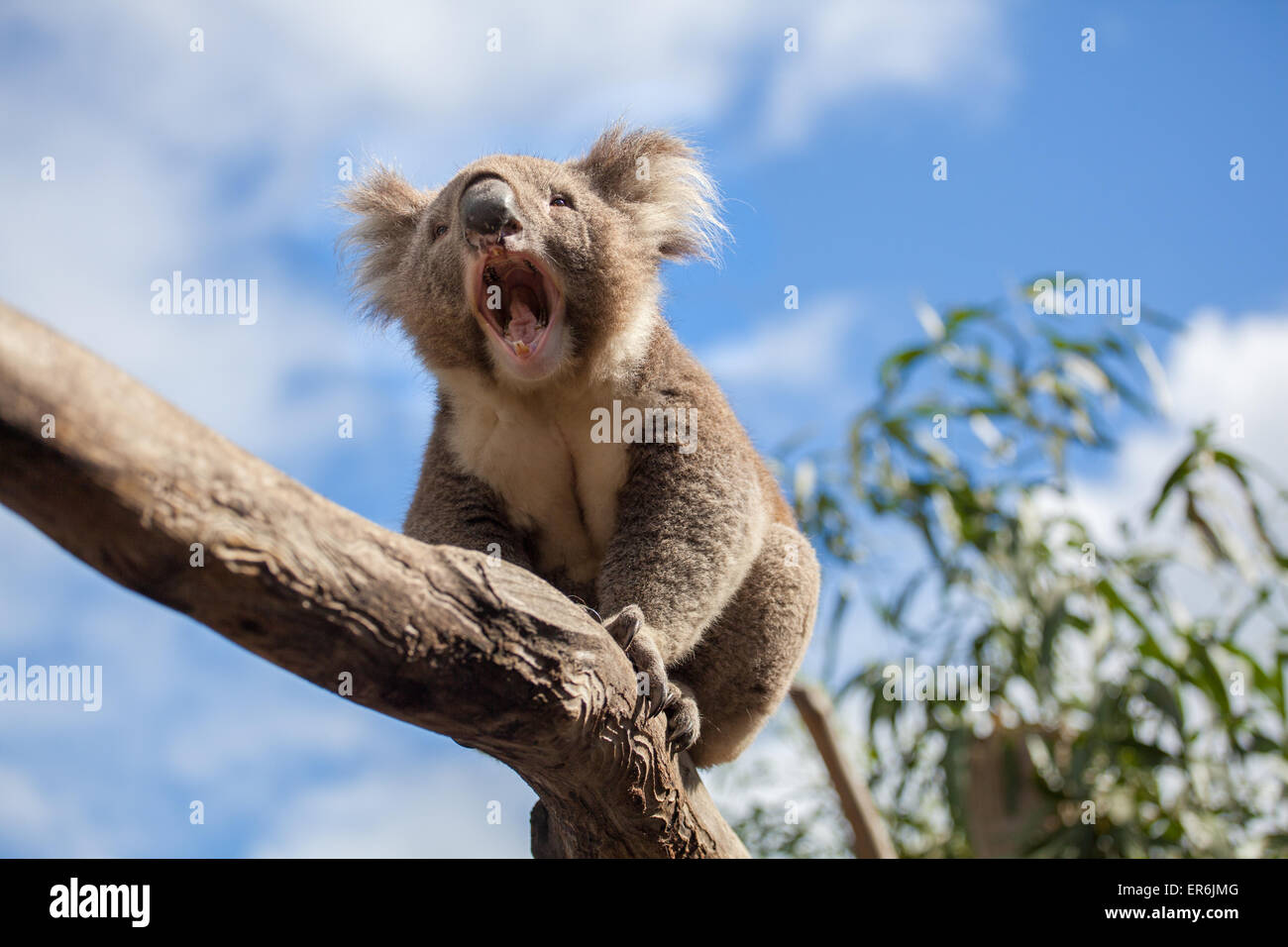 Koala mouth open hi-res stock photography and images - Alamy