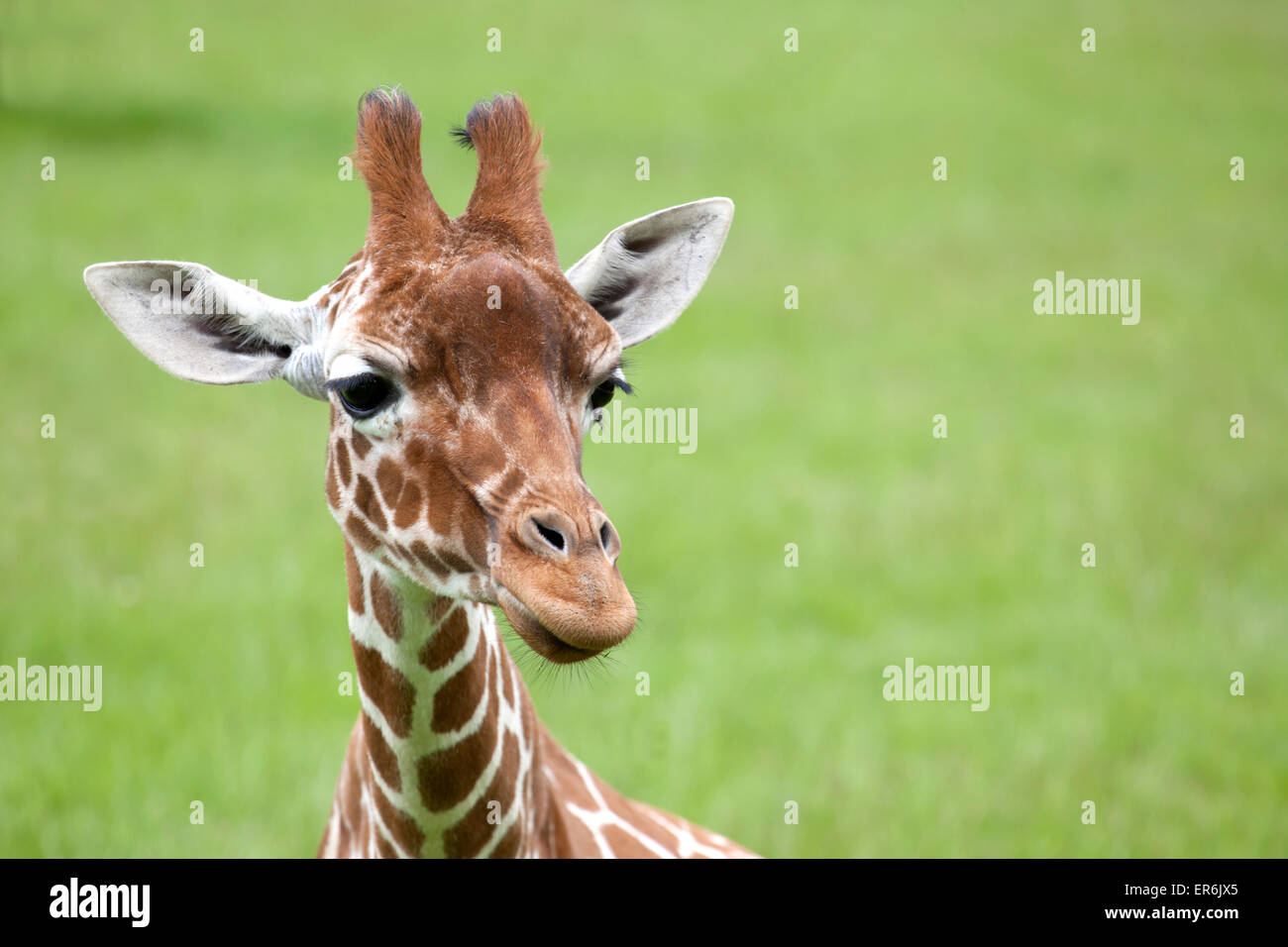 Reticulated Giraffe head with space on right for text Stock Photo