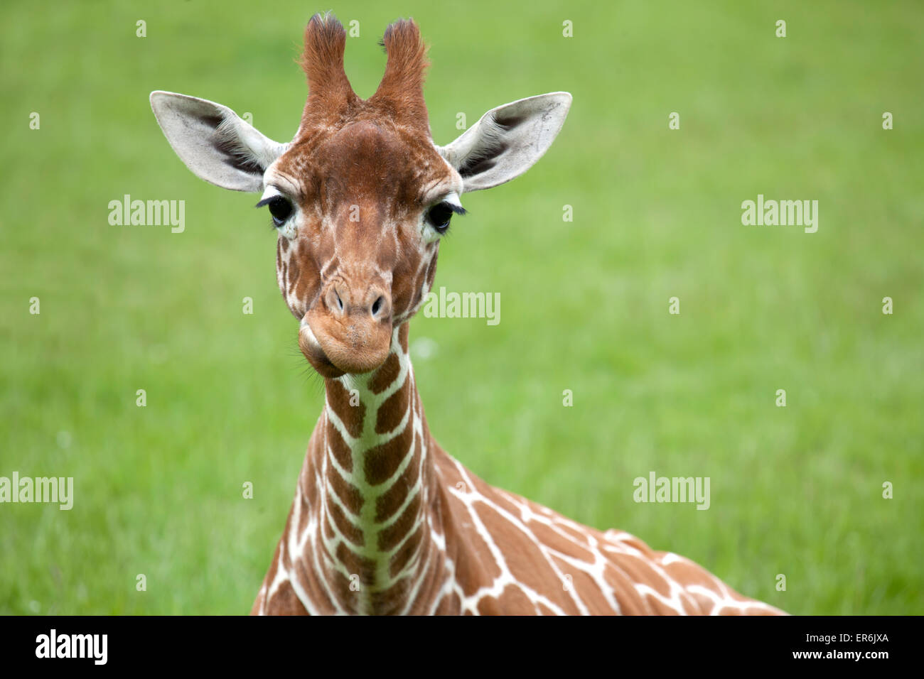 Reticulated Giraffe head with space on right for text Stock Photo