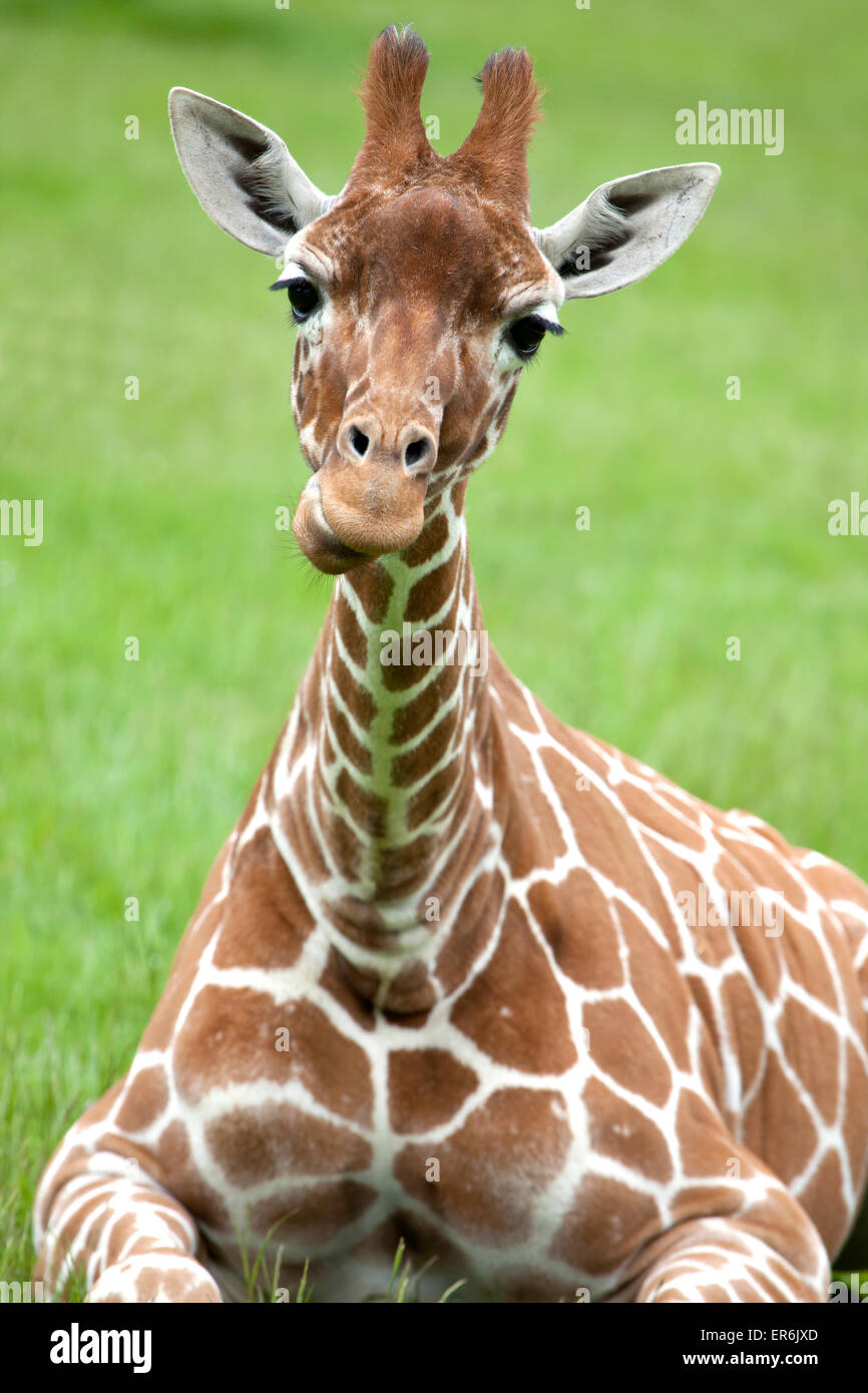 Young Reticulated Giraffe sitting down on the grass Stock Photo