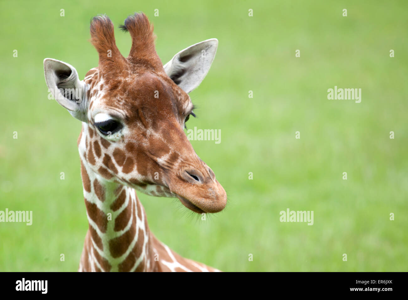 Reticulated Giraffe head with space on right for text Stock Photo