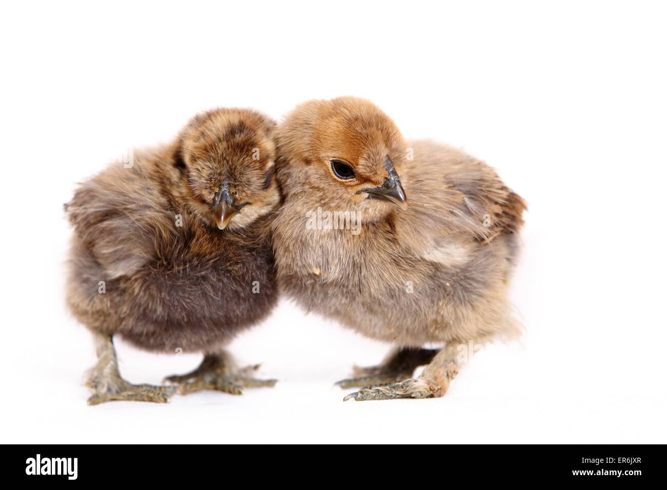 Silky Fowl chicks Stock Photo