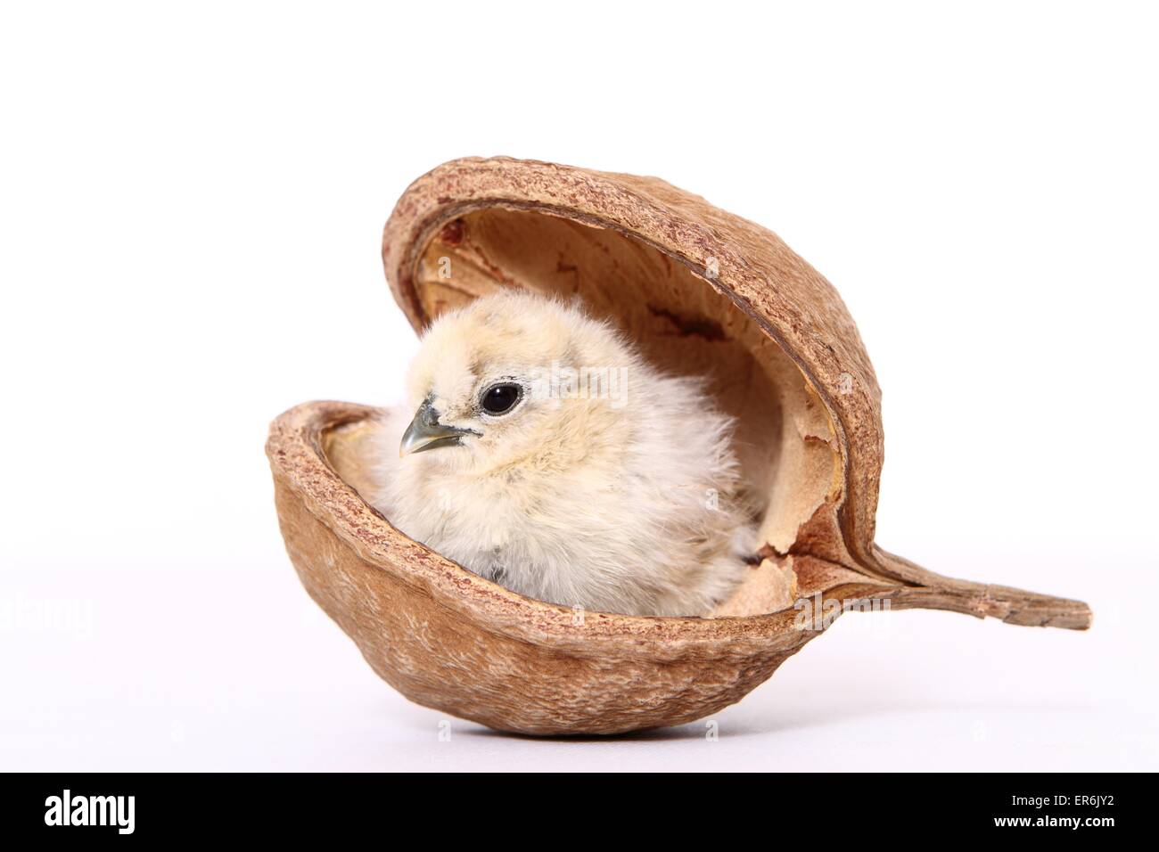 Silky Fowl chick Stock Photo