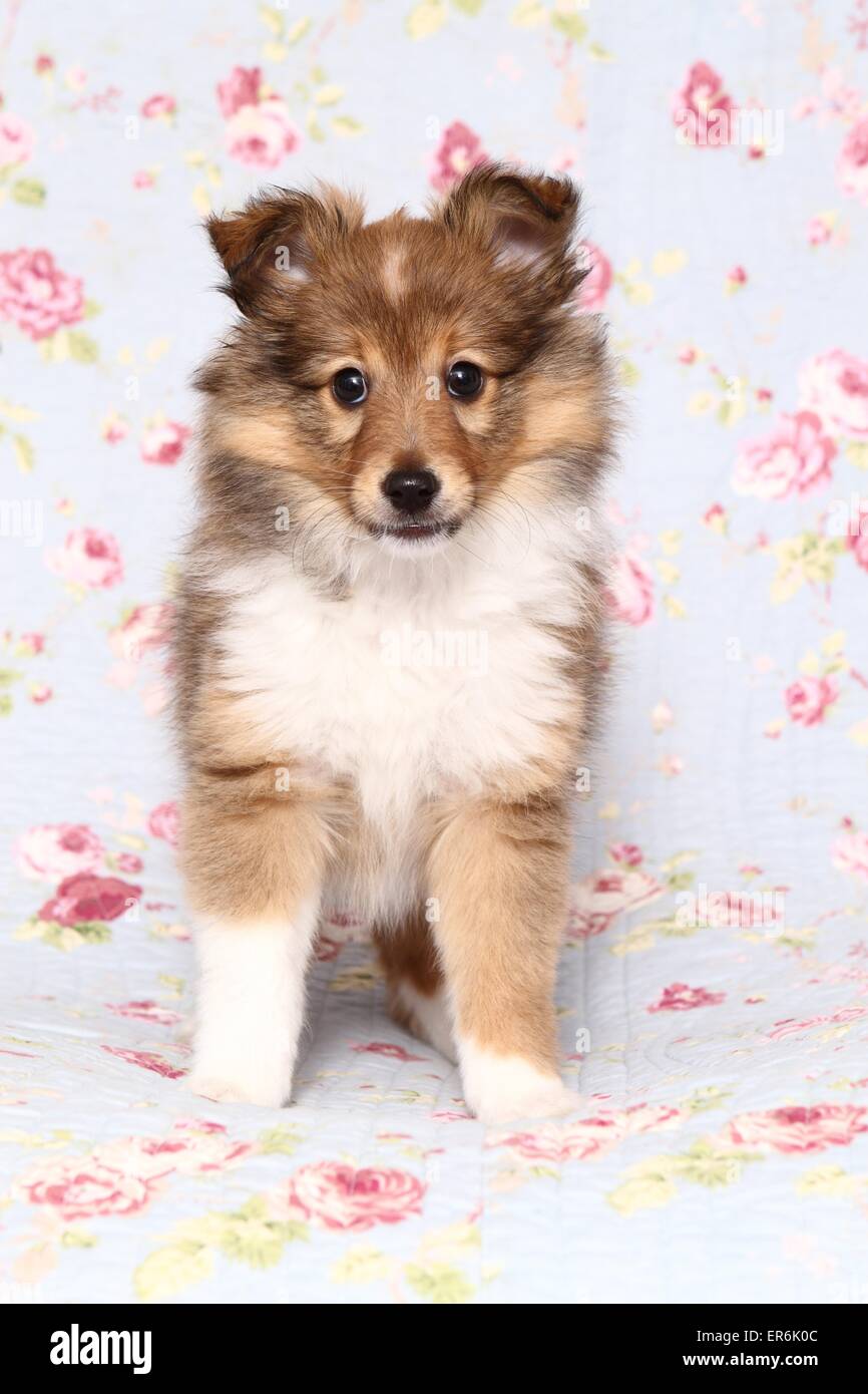 Sable white sheltie hi-res stock photography and images - Alamy