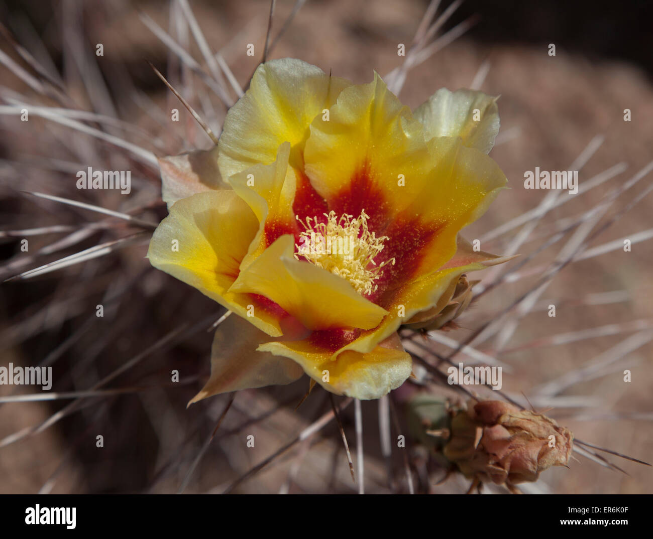 Prickly Pear Cactus Flower near Phoenix, Arizona, United States Stock Photo