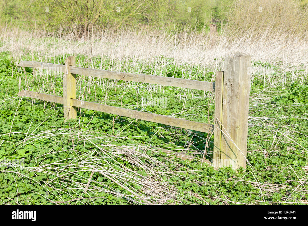 Old wooden fence in an overgrown field with a patch of common stinging nettles (Urtica dioica), England, UK Stock Photo