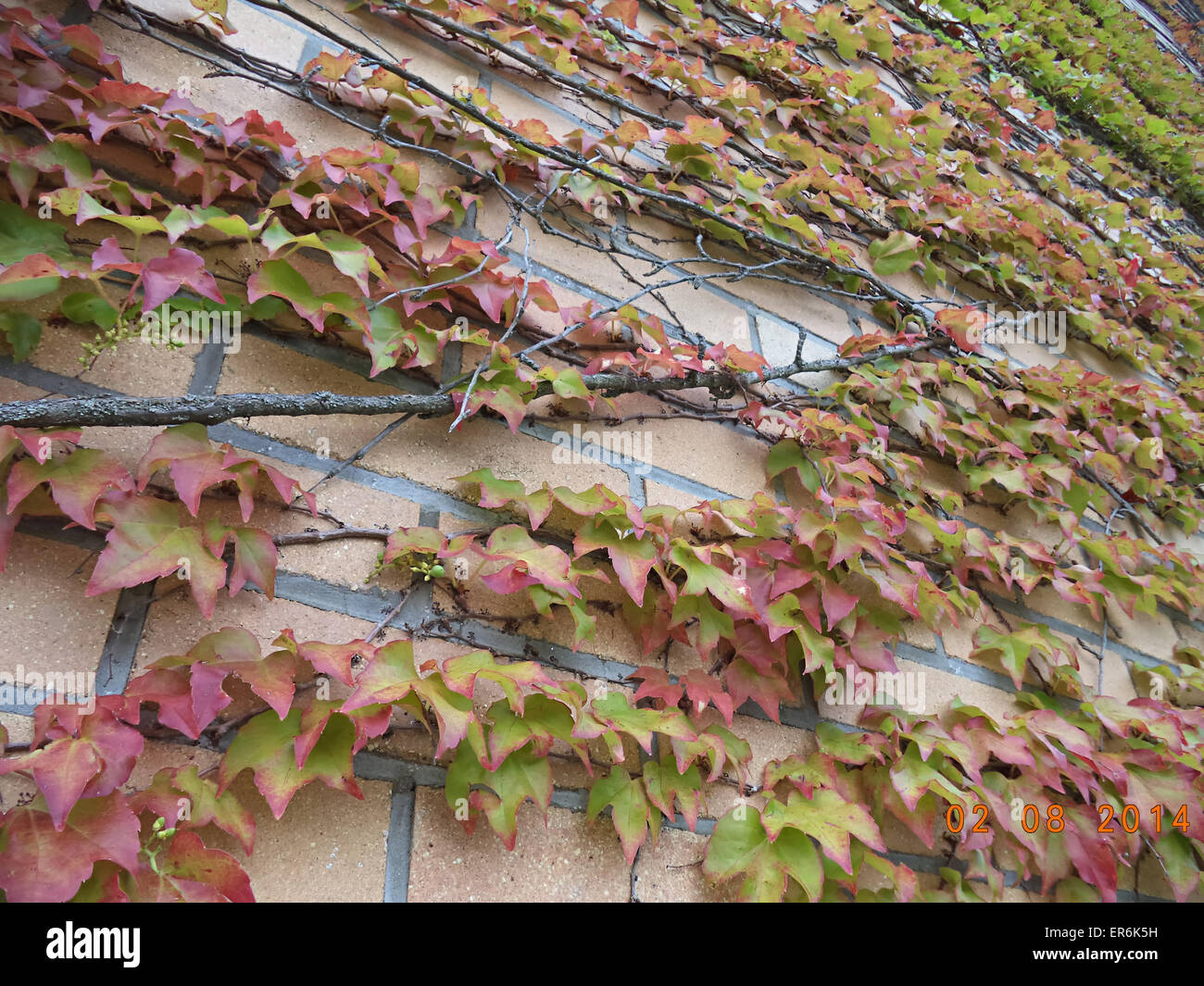 Creeper on stone wall Stock Photo Alamy