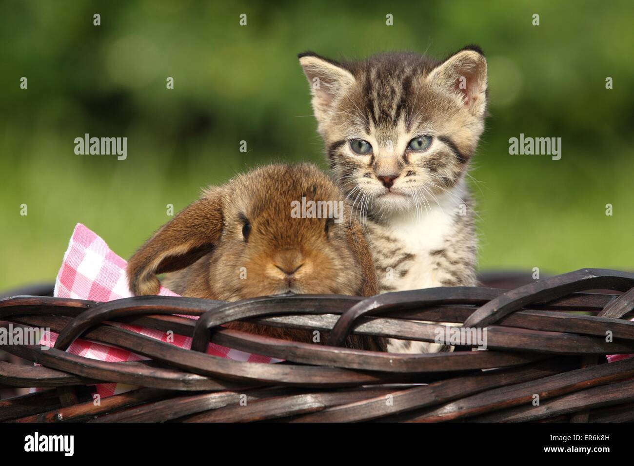 cat and rabbit Stock Photo Alamy