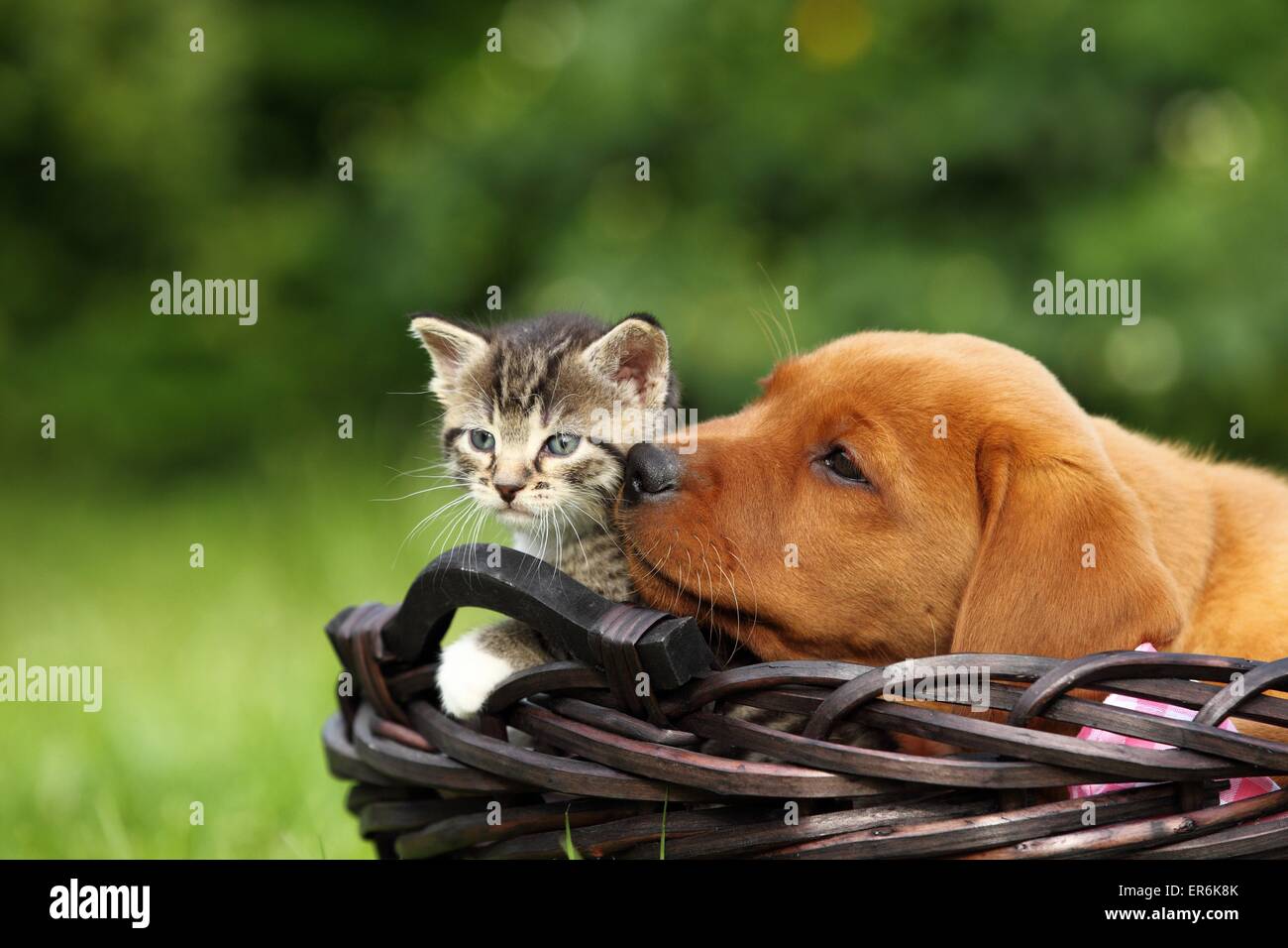 dog and cat Stock Photo