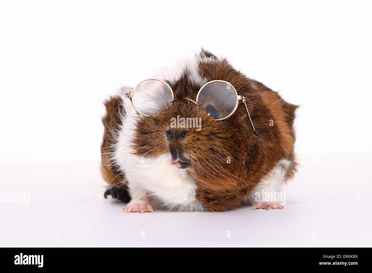 Abyssinian guinea pig Stock Photo - Alamy