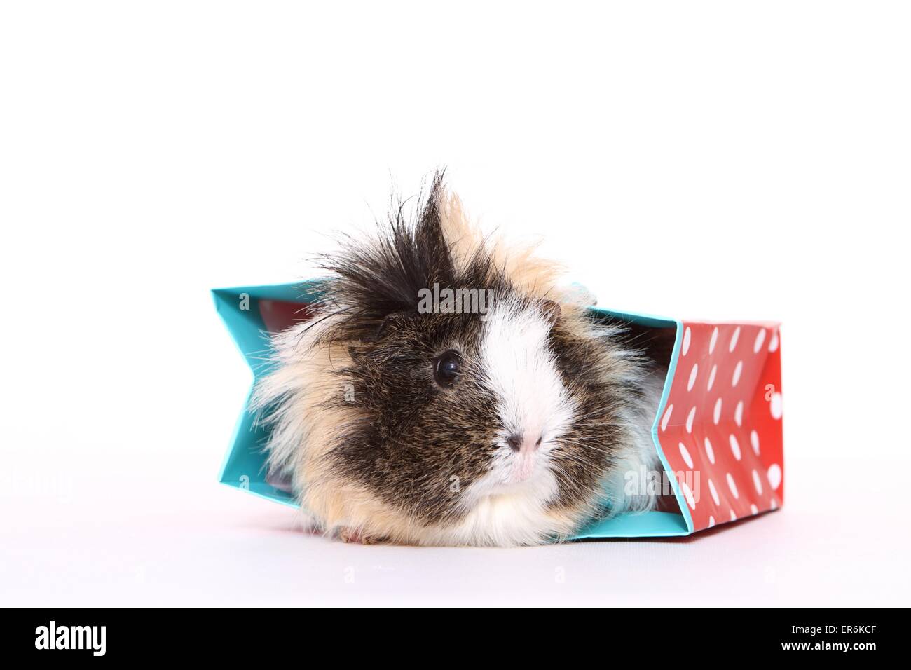 longhaired guinea pig Stock Photo