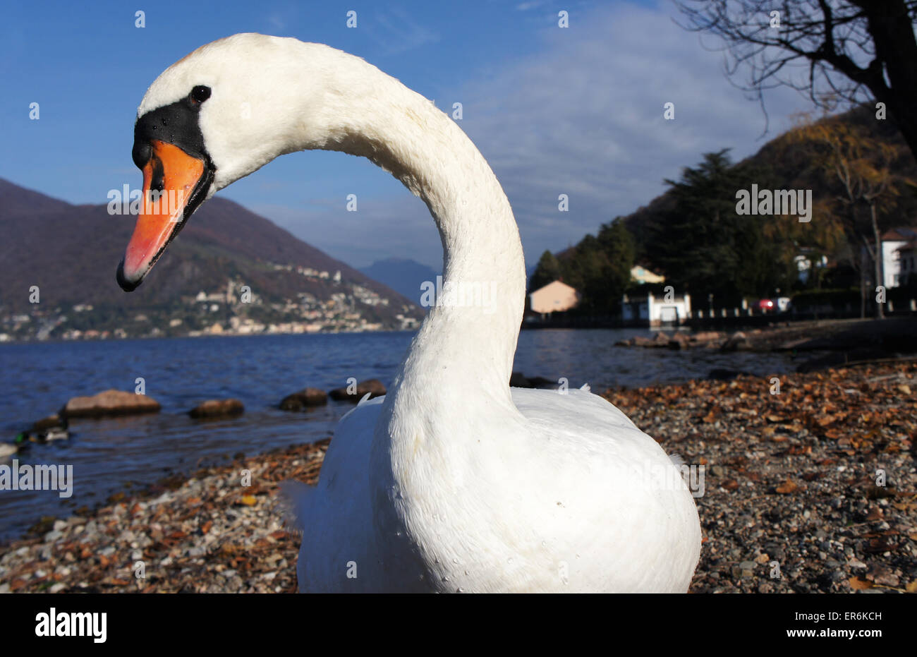 Close up of Mute Swan with Lake Lugano countryside in back, Porto Ceresio, Italy Stock Photo