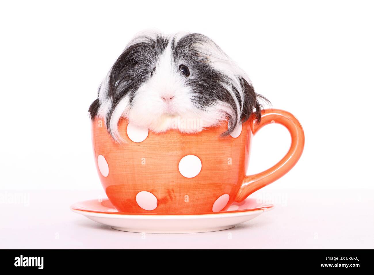 Sheltie Guinea Pig Stock Photo - Alamy
