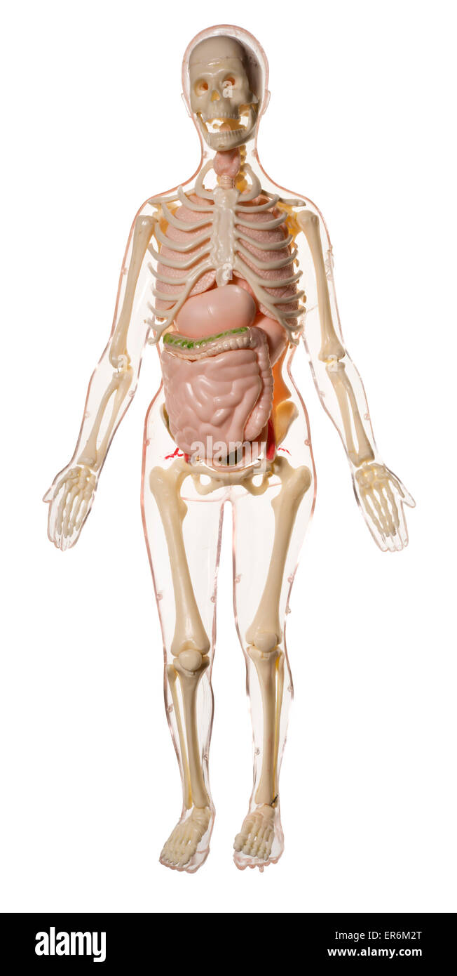 Human Skeleton toy, for children to learn about the skeleton and internal organs. Stock Photo