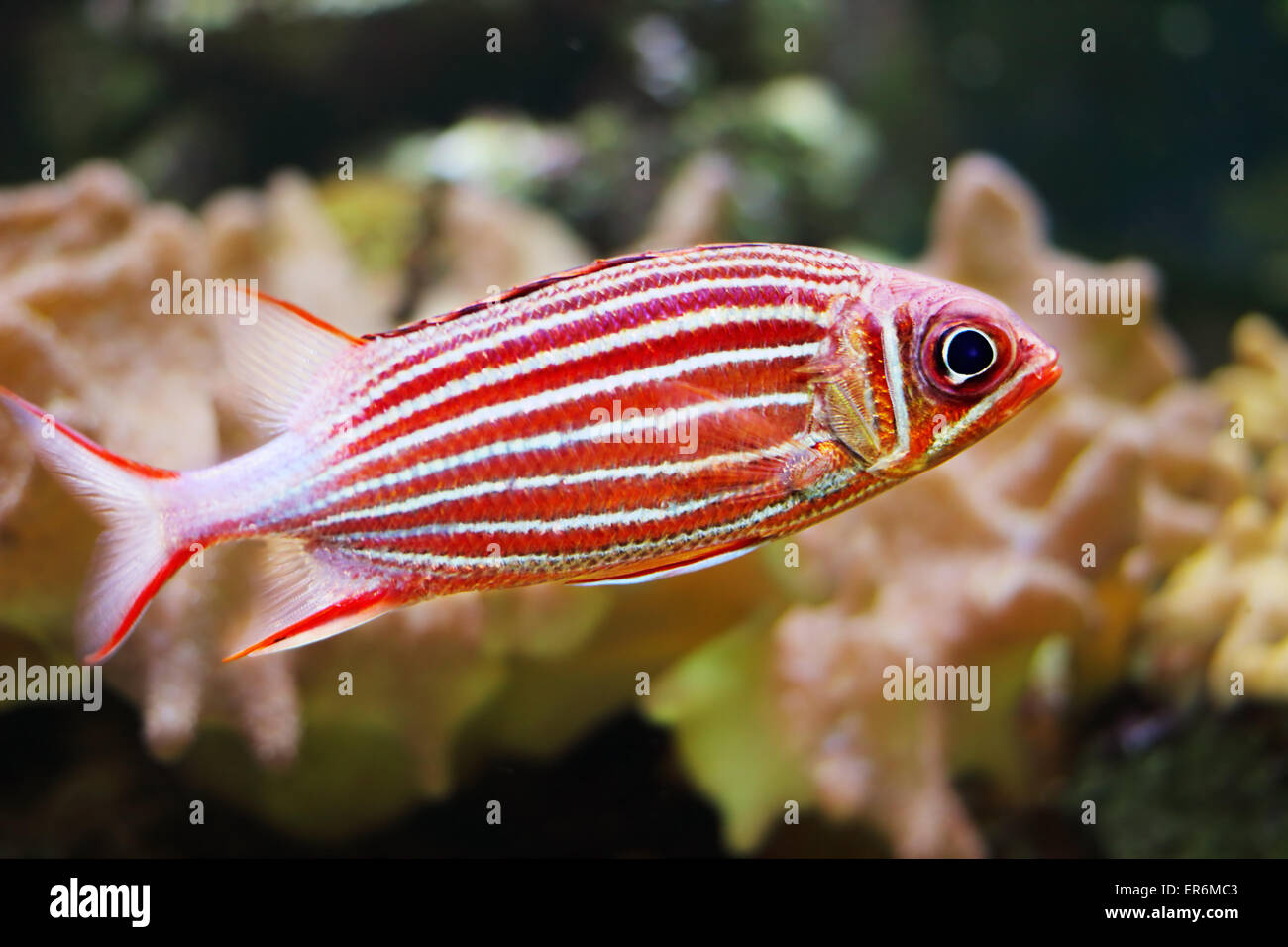 Crowned squirrelfish Stock Photo