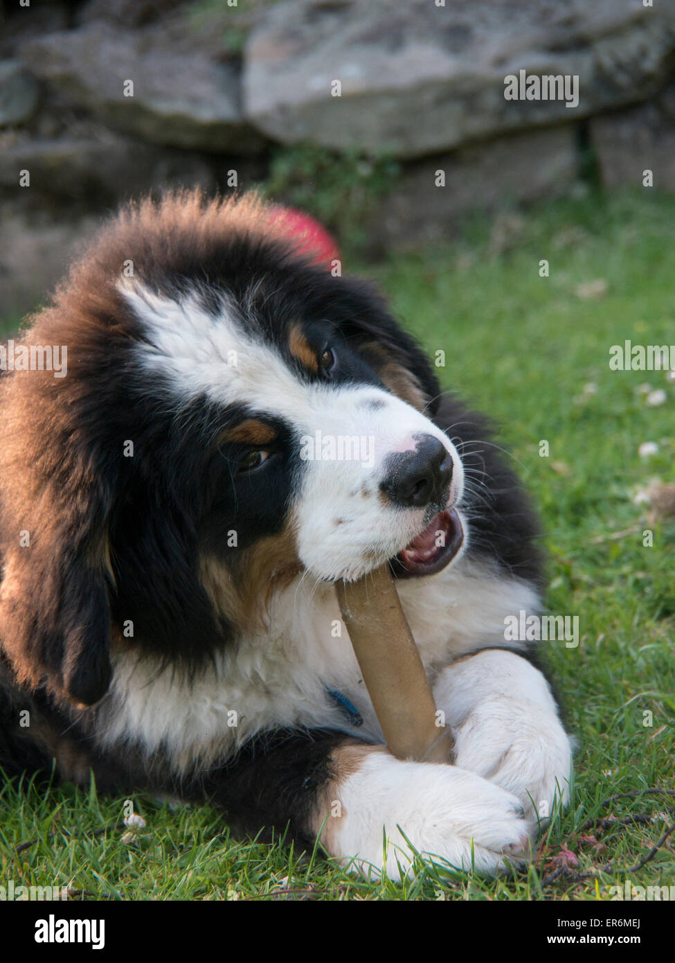 Bernese Mountain Dog puppy in a garden,UK.taken 10/07/2013 Stock Photo