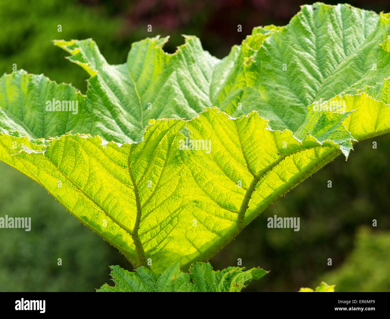 semi transparent green plant in a garden,Derbyshire,UK. Stock Photo