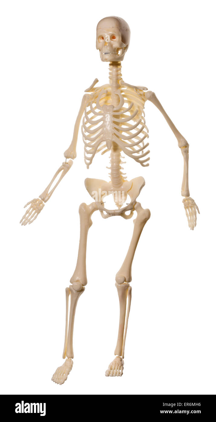 Human Skeleton toy, for children to learn about the skeleton and internal organs. Stock Photo