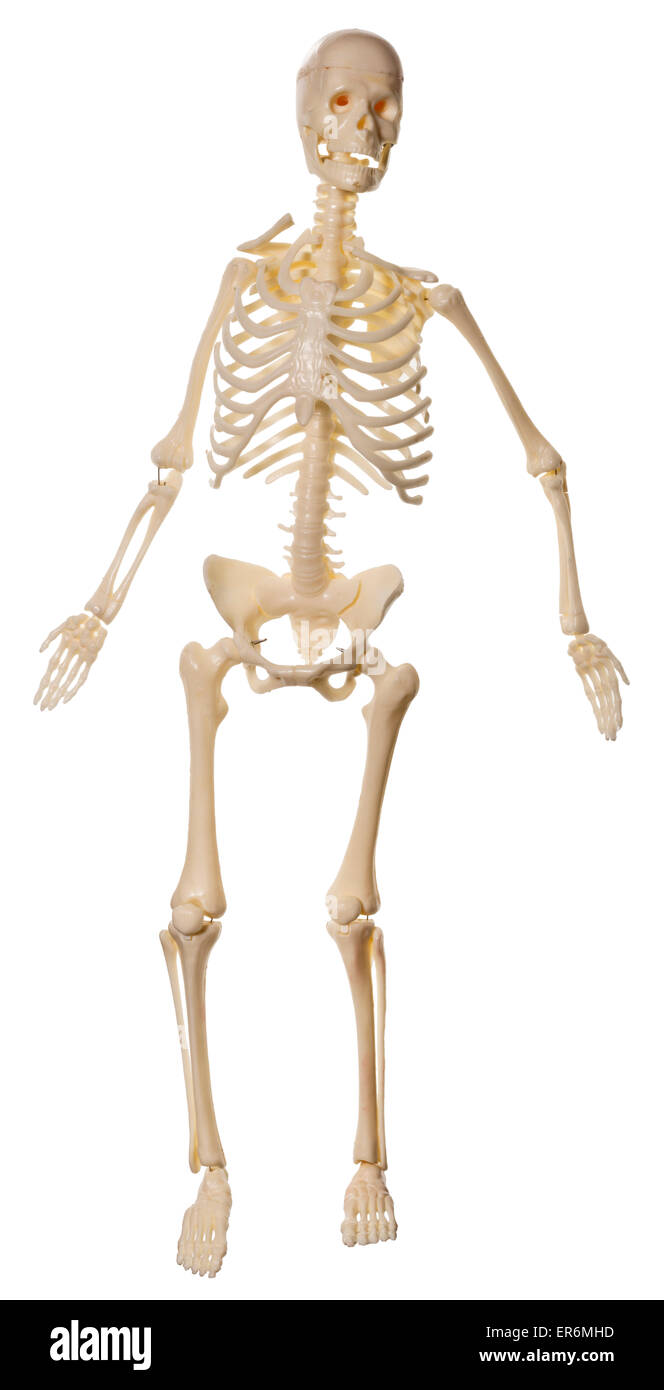 Human Skeleton toy, for children to learn about the skeleton and internal organs. Stock Photo