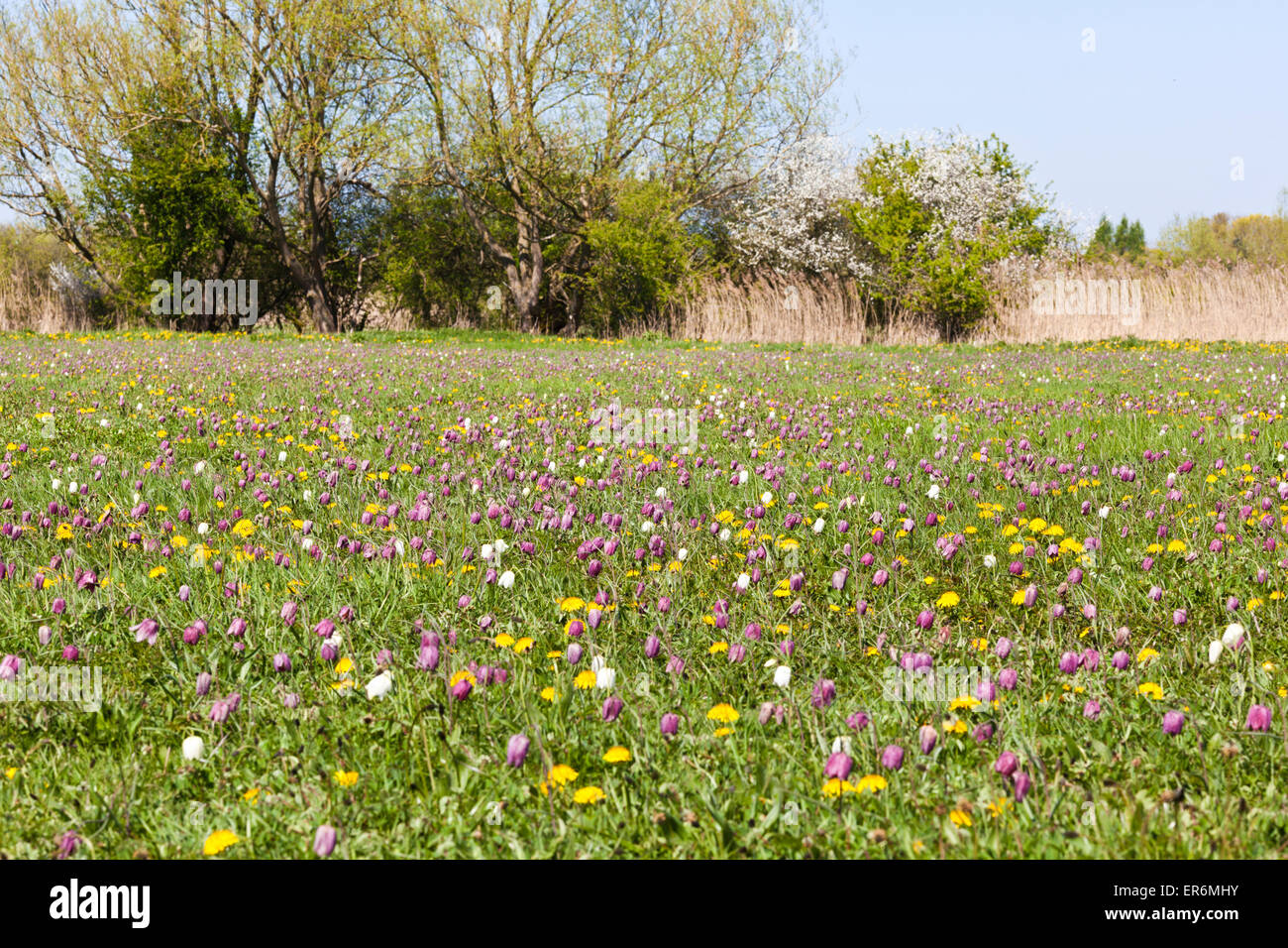 Snake's Head Fritillaries (Fritillaria meleagris) growing on North Meadow, Cricklade, Wiltshire UK - An SSSI and an NNR Stock Photo